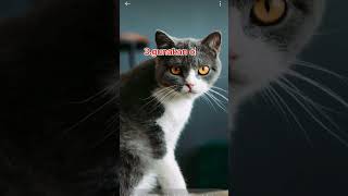 How to get rid of fleas on catscara menghilangkan kutu pada kucing [upl. by Attirehs]