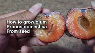 HOW TO GROW PLUM Prunus domestica FROM SEED [upl. by Ardnasirhc378]