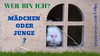 Wie bestimmt man das Geschlecht von Meerschweinchen [upl. by Ofella358]