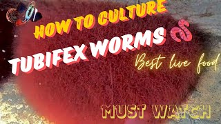 How To Culture Tubifex Worms 🪱 TeluguGVAQUA telugu trending hydarabad viralvideo [upl. by Jehius]