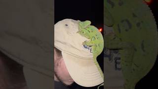 Finding Stunning Veiled Chameleons in South Florida floridasfinest [upl. by Akeenat623]