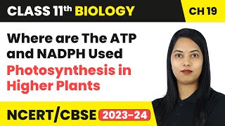 Where are The ATP and NADPH Used  Photosynthesis in Higher Plants  Class 11 Biology Ch 11  CBSE [upl. by Nylaras]