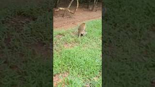 Wildlife Monkey in Mohanokor troop wildmonkeys shortsvideo wildanimal [upl. by Llenej]