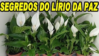 SEGREDOS DO LÍRIO DA PAZ e Dicas de Cultivo [upl. by Odnala234]