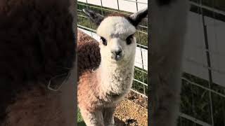 Alpactober Agritourism [upl. by Kellby]