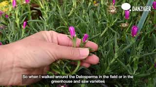 The Story Behind the Plants  Delosperma [upl. by Ehc212]