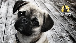 Pug Puppy Basic Obedience [upl. by Ytram]