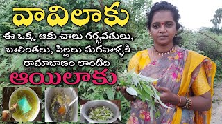 vavilaku uses in telugu  vitex negundo plant [upl. by Sanoy]