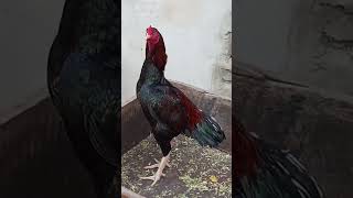 as pigeon birds attitude aseelmurga viralvideo [upl. by Lock]