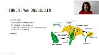 Bouw en functie van bloemen [upl. by Esej535]