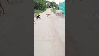 dog comedy funny doglover youtubeshorts [upl. by Heigho]