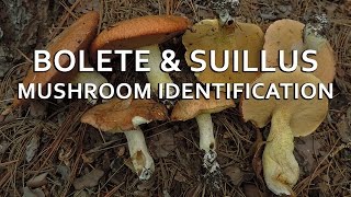 Bolete amp Suillus Mushroom Identification with Adam Haritan [upl. by Arec699]