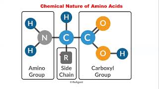 Chemistry of Amino Acids and Proteins 1 [upl. by Aluk]