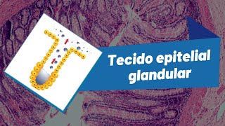 Tecido Epitelial Glandular  Projeto Mais Medicina [upl. by Albemarle]