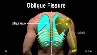 Surface Anatomy  Pleura Lungs 2D [upl. by Ytsim640]