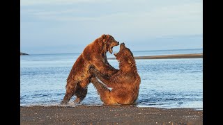 A Big Bear Fight at Hallo Bay  Hungry Brown Bears Fighting over Salmon [upl. by Barabbas]