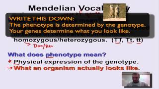 Chapter 11 Part 7  Mendelian Vocabulary [upl. by Atnoid213]