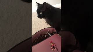 Stormi The Black Turkish Angora Cat [upl. by Schaper]