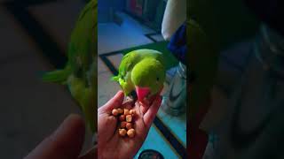 alexander parrot talkingparrot cute parrot [upl. by Nyrroc]