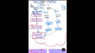 Pupillary light reflex pupillary pathway light reflex [upl. by Monte995]