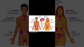 Endocrine glands of the body and their secretion biology science education shorts shortvideo [upl. by Ribak]