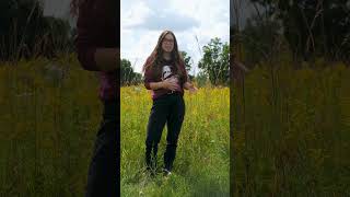 Big Bluestem Illinoiss State Grass [upl. by Llechtim424]