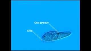 Paramecium Cilia [upl. by Mirielle826]