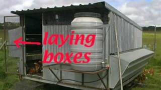 Organic Farming  How to Build sheds for laying hens [upl. by Kerk]