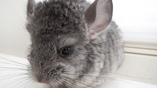 Baby Chinchilla CloseUp [upl. by Eserehc205]