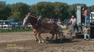 2021 FranklinvilleNY Fall Heavyweight horse pull [upl. by Mariquilla695]