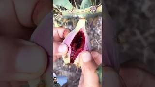 fruts satisfying fruiting fruit fruitcutting food fruitsworld carving fruitworld plants [upl. by Windsor]