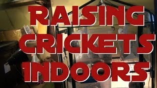 Raising and Breeding Crickets Indoors 101  Breeding Feeder Crickets for your reptiles in ten days [upl. by Emad]