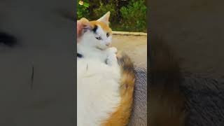 Sleeping cats funny cat petvideos cutespets pets funnypets catfunny animals [upl. by Suiravad]