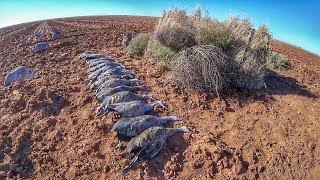 Sandhill Crane Hunting with Red Eye Outfitters [upl. by Robinett]