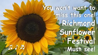 Richmond Sunflower Festival Stunning Fields amp Live Music [upl. by Halsted578]