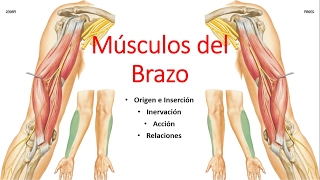 Anatomía  Músculos del Brazo Origen Inserción Inervación Acción Relaciones [upl. by Nosaes]