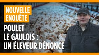 Poulets Le Gaulois  un éleveur dénonce [upl. by Nowell]