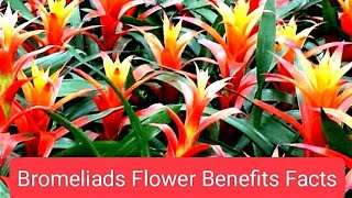 Bromeliads Flowers Benefits [upl. by Randene]