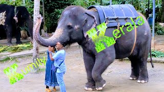 Elephant  Kumily  Kerala  India Video 178 shailpoints travel funvacation elephant vacation [upl. by Atthia]