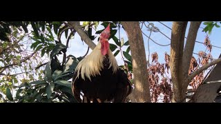 Hoabachthuy đang phát trực tiếpLong tail chicken world of ornamental chickens [upl. by Ainedrag194]