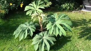 Tetrapanax Papyrifera Reispapierbaum mit gutem Zuwachs [upl. by Hatfield]