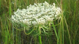 LA CAROTA SELVATICA  Daucus carota Apiaceae  wild carrot  birds nest  Queen Annes lace [upl. by Shafer]