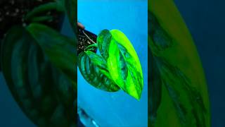 Philodendron Varieties monsteraperu monsteralaniata tortum [upl. by Aisila308]