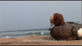 Exhausted Pochard duck sits on an Orissa beach [upl. by Rickert]