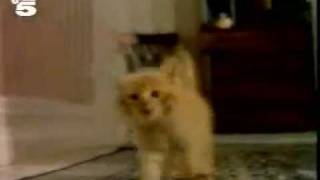 Classic Ads Friskies Kitten USA [upl. by Navnod879]