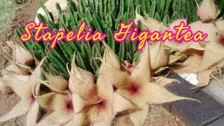 STAPELIA GIGANTEA  amazing plant with big flowers [upl. by Montague]