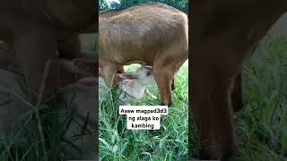 Umiiwas xa siguro nasasktan xa fyp fypシ゚viral goats [upl. by Jacobba]