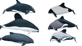 All Porpoises Species  Species List [upl. by Hedveh]