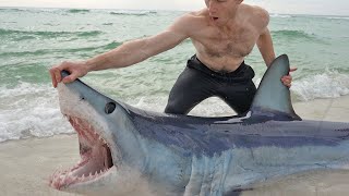 GIANT MAKO SHARK Released From Beach by Shark Fishing Team LBSF [upl. by Carmelita]