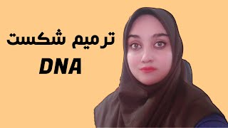 ترمیم شکست DNA [upl. by Einahpets]